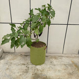 Vigoroot Planters/Bags