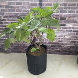 Vigoroot Planters/Bags
