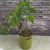 Vigoroot Planters/Bags